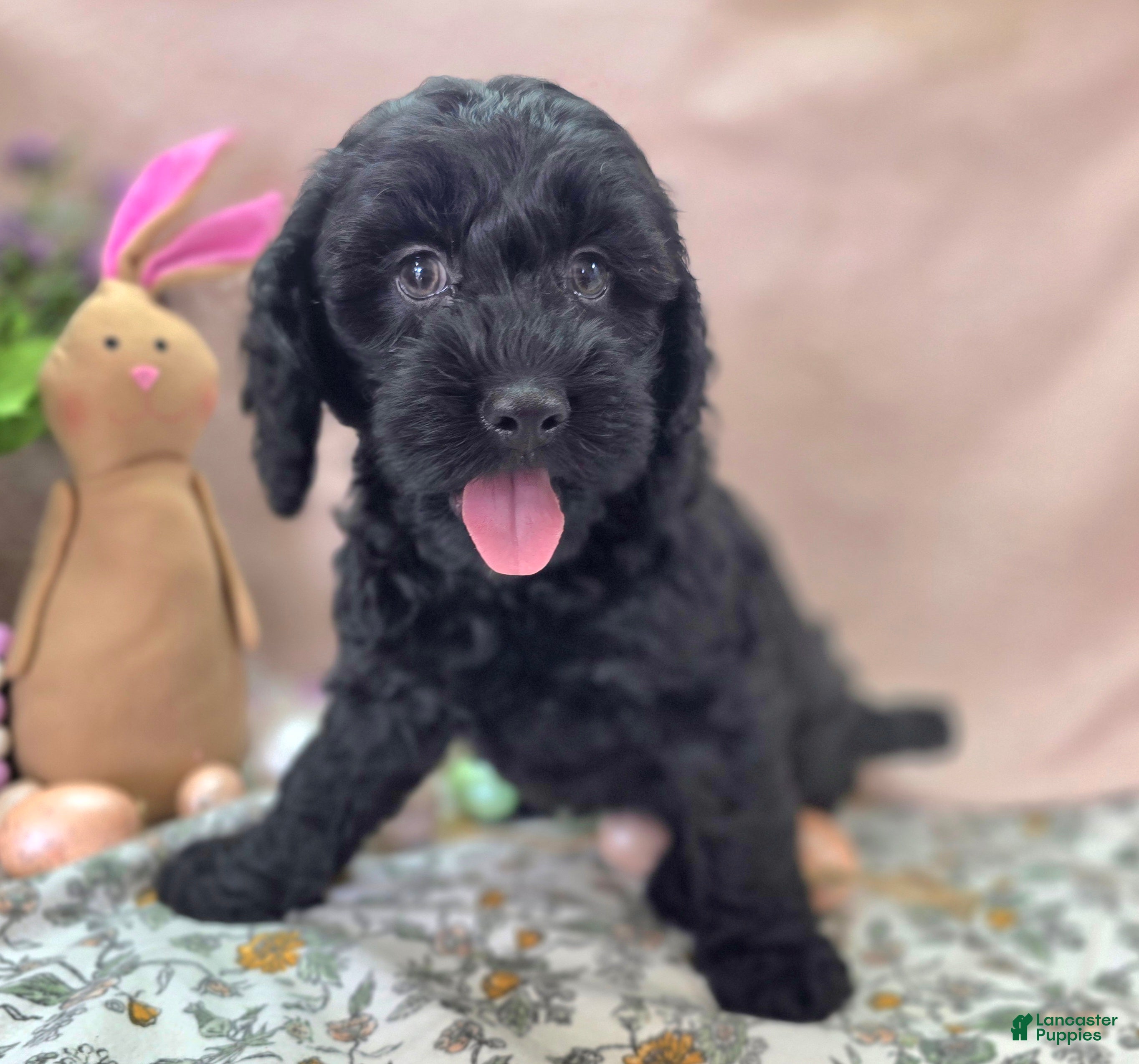 Cockapoo dogs Frostbite - Ad 10