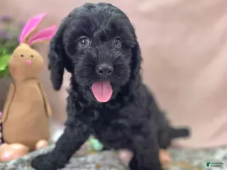 Cockapoo dogs Frostbite - Ad 10