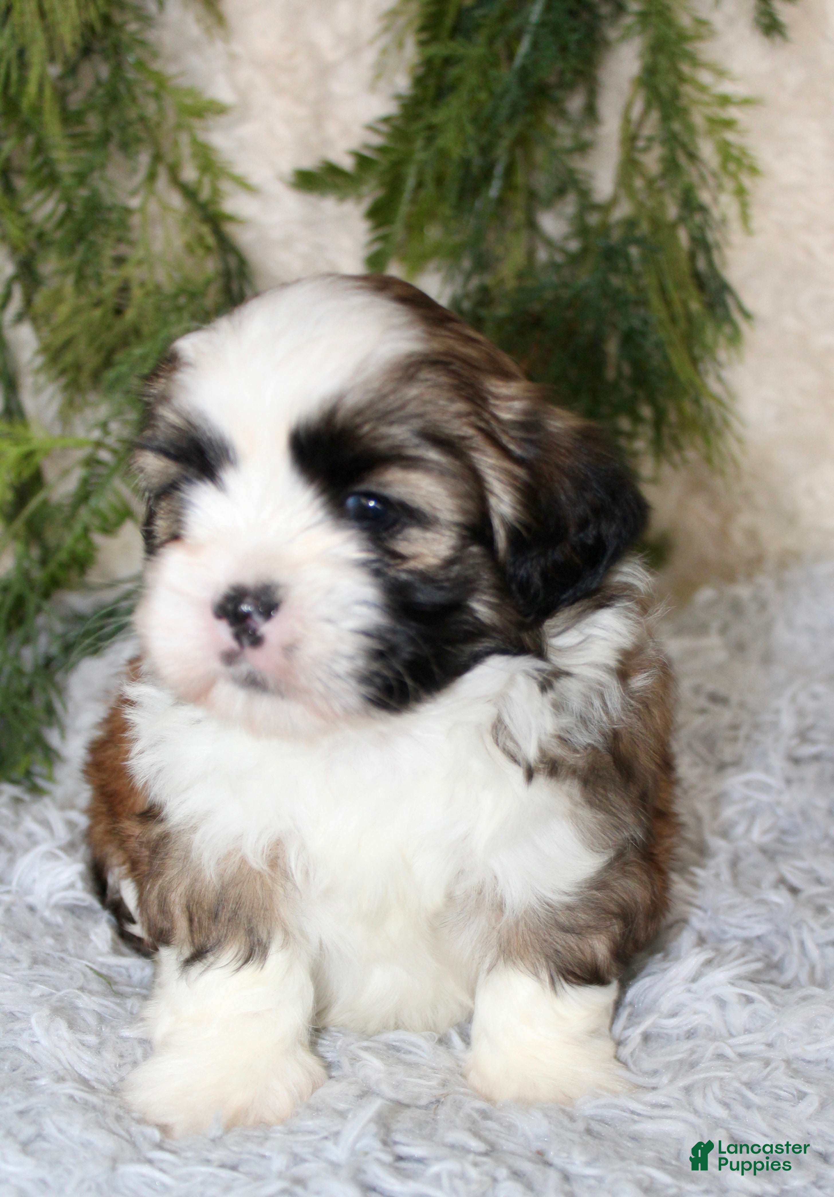 Shih Tzu dogs Puppy 2 - Ad 39