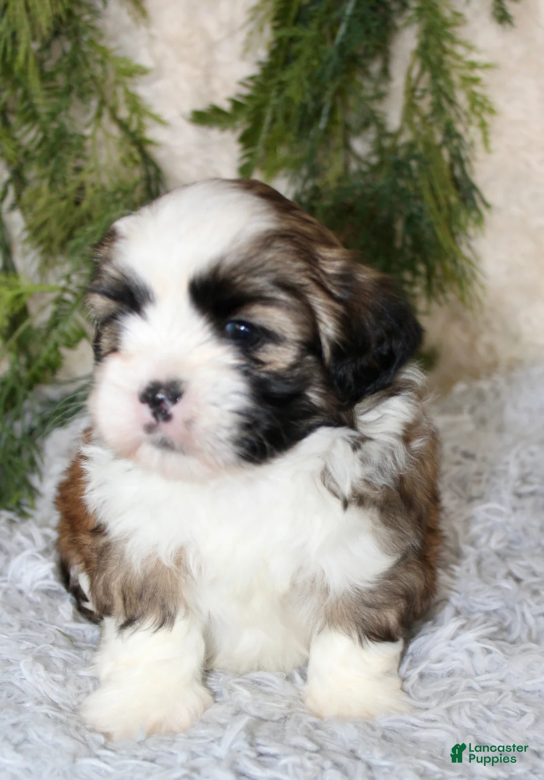 Shih Tzu dogs for sale: Puppy 2 - Ad 1