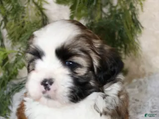 Shih Tzu dogs Puppy 2 - Ad 25