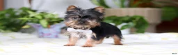 Yorkshire Terrier dogs for sale: Bruno - Ad 5
