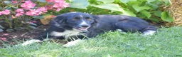 Border Collie dogs for sale: Teri - Ad 7