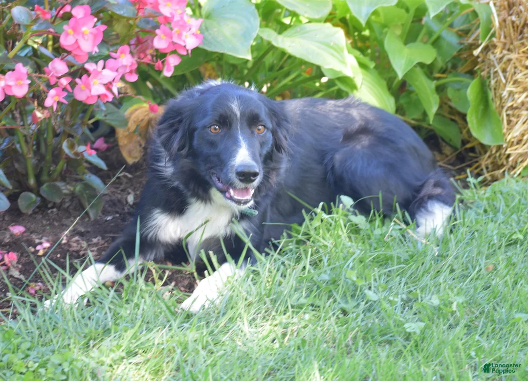 Border Collie dogs for sale: Teri - Ad 7