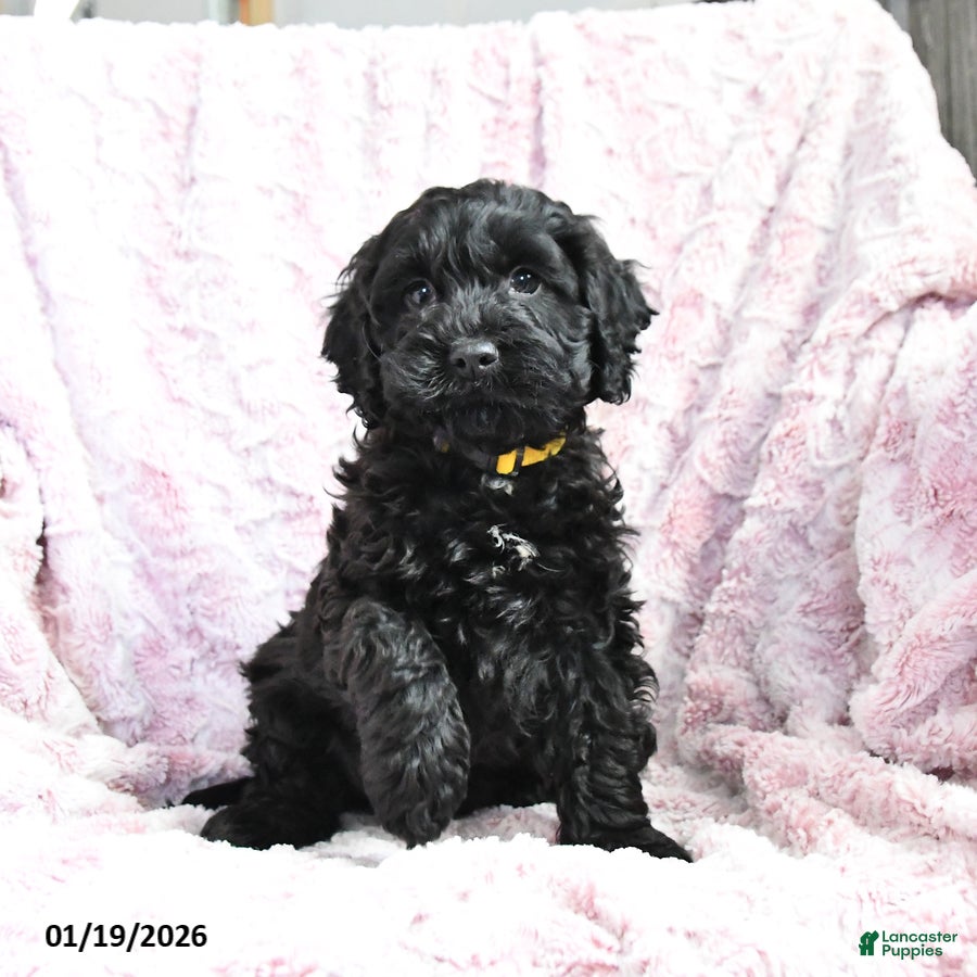 Cockapoo dogs Bruce - Ad 34