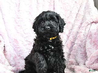 Cockapoo dogs Bruce - Ad 19