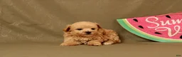 Maltipoo dogs for sale: Ishmeal - Ad 1