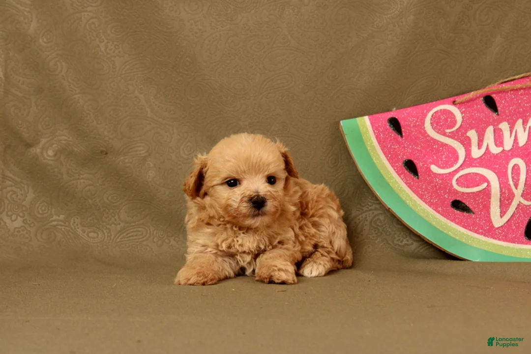Maltipoo dogs for sale: Ishmeal - Ad 1