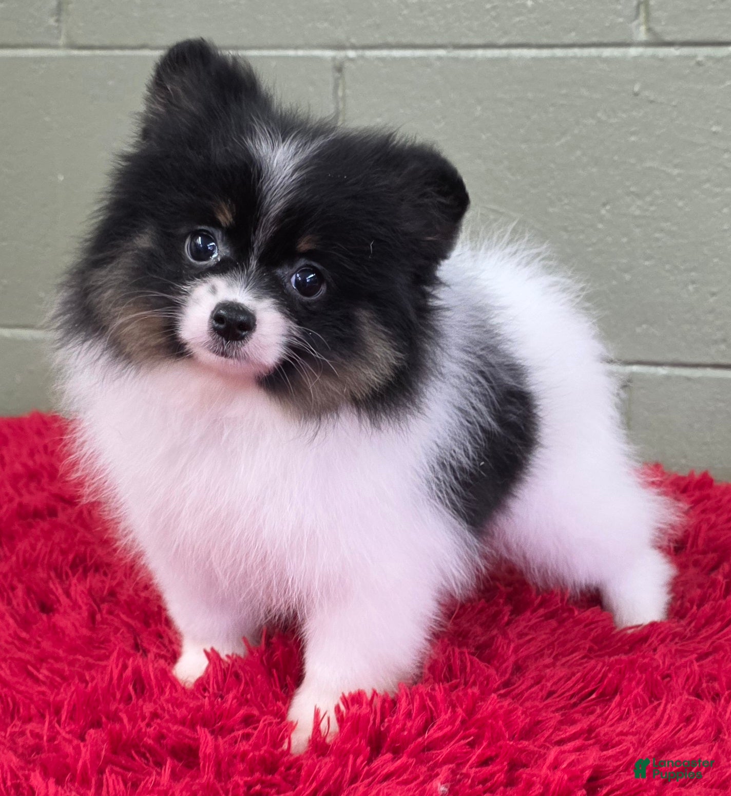 Pomeranian dogs Lucky  - Ad 13