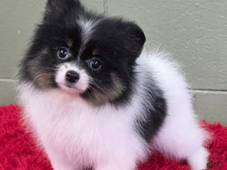 Pomeranian dogs Lucky - Ad 18