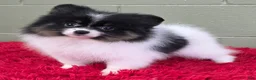 Pomeranian dogs for sale: Lucky  - Ad 1