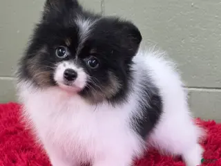 Pomeranian dogs Lucky - Ad 15