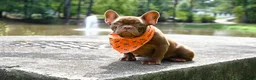 French Bulldog dogs for sale: Golden kid - Ad 6