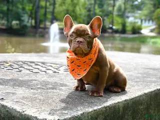 French Bulldog dogs Golden kid - Ad 2