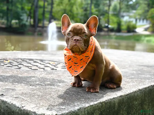 French Bulldog dogs Golden kid - Ad 2