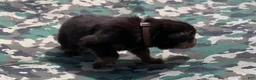 Rottweiler dogs for sale: Brown Male - Ad 8