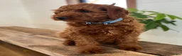 Irish Doodle dogs for sale: Copper - Ad 15