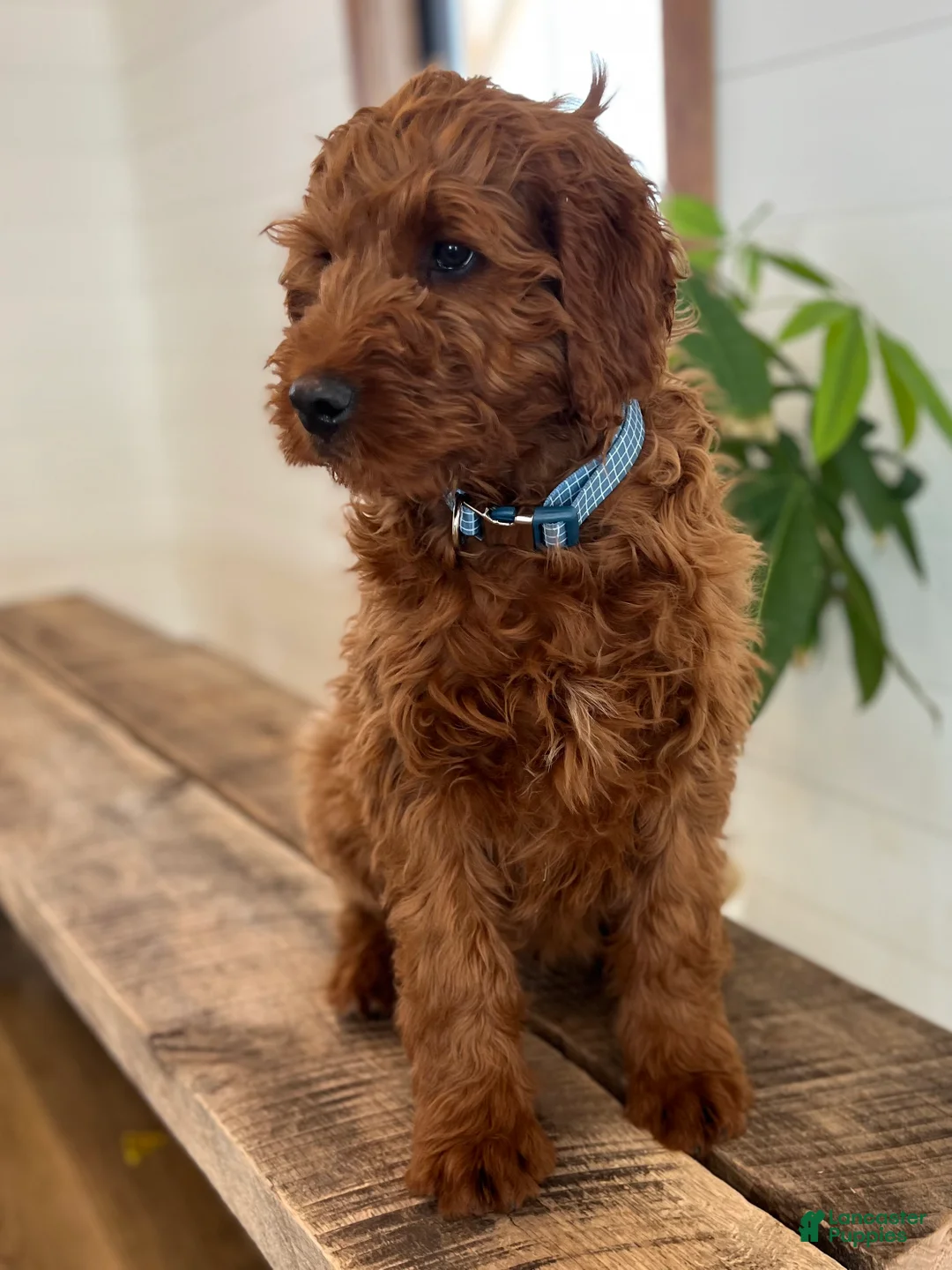 Irish Doodle dogs for sale: Copper - Ad 15