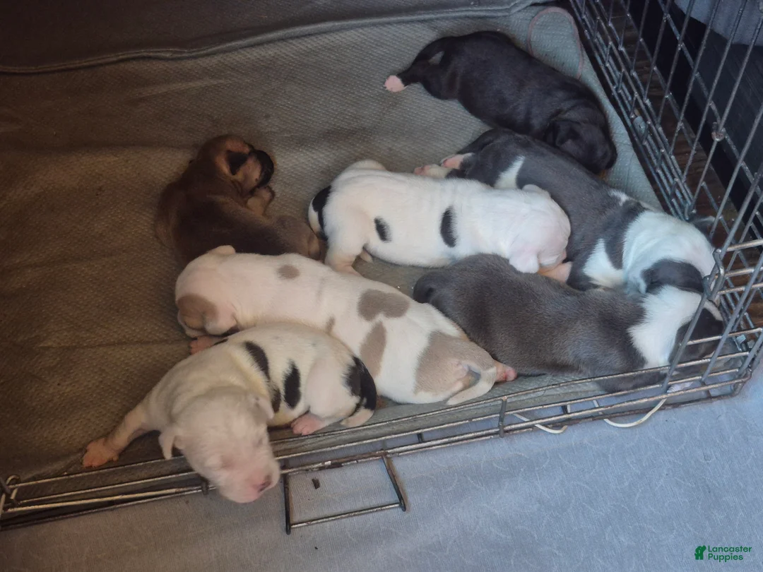 American Pit Bull Terrier dogs for sale: Xena - Ad 4
