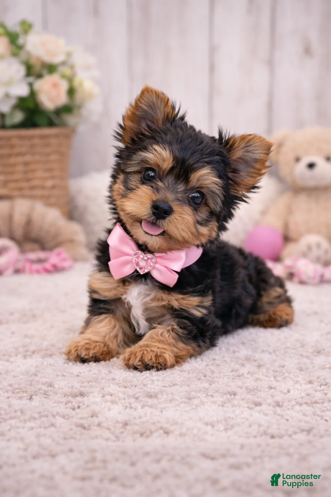 Yorkshire Terrier dogs for sale: Daisy - Ad 1