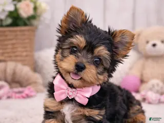 Yorkshire Terrier dogs Daisy - Ad 20