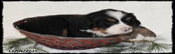 Bernese Mountain Dog dogs for sale: Honda - Ad 2