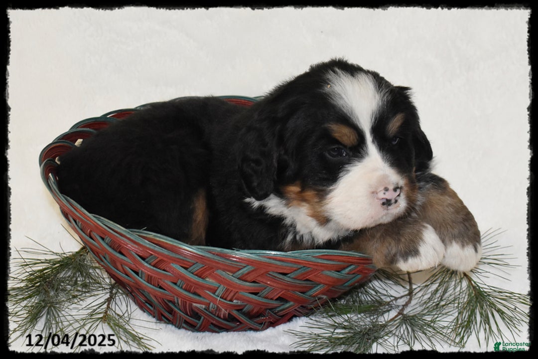 Bernese Mountain Dog dogs for sale: Honda - Ad 2