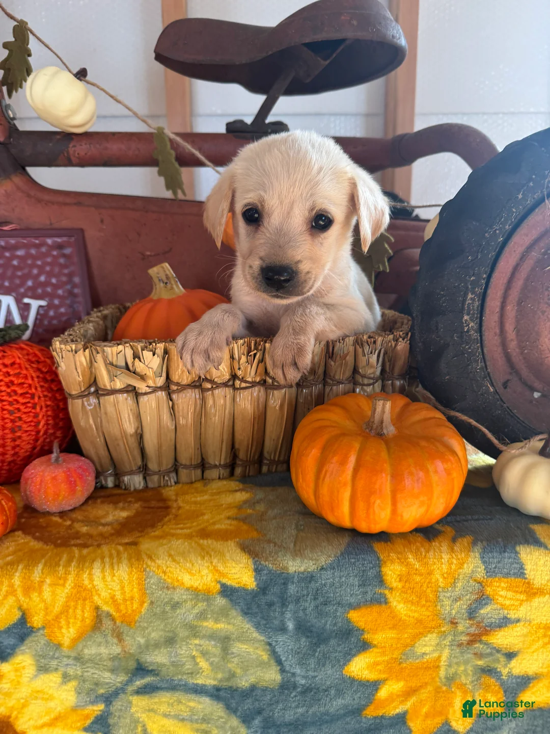 Labrador Retriever dogs for sale: Labrador Retriever 2 - Ad 1