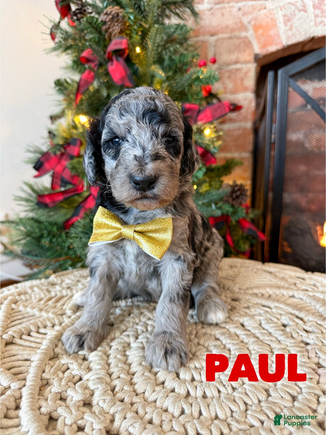 Mixed Breed dogs for sale: Paul - Ad 1