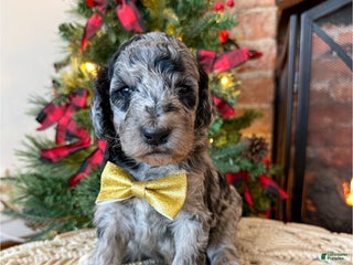 Mixed Breed dogs Paul - Ad 20