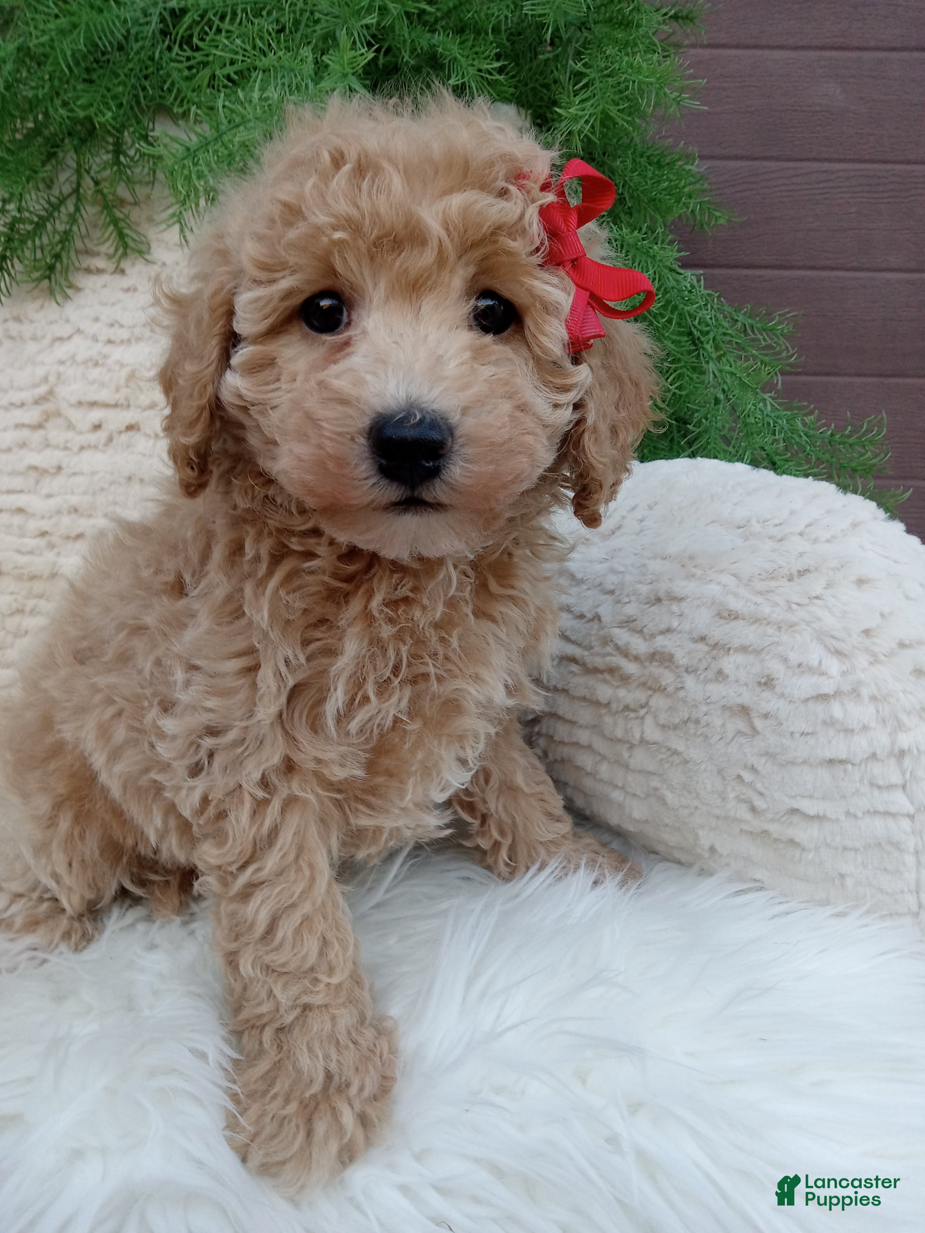 Champ (Poochon, Male) in Sugarcreek, OH