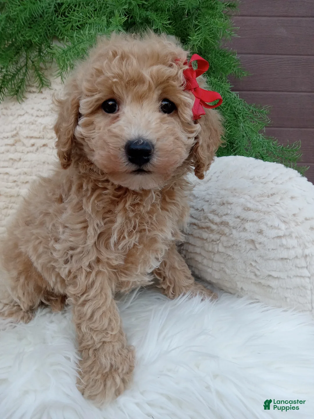 Bichpoo dogs for sale:  Champ  - Ad 1