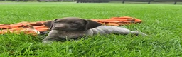 German Shorthaired Pointer dogs for sale: Serena  - Ad 4