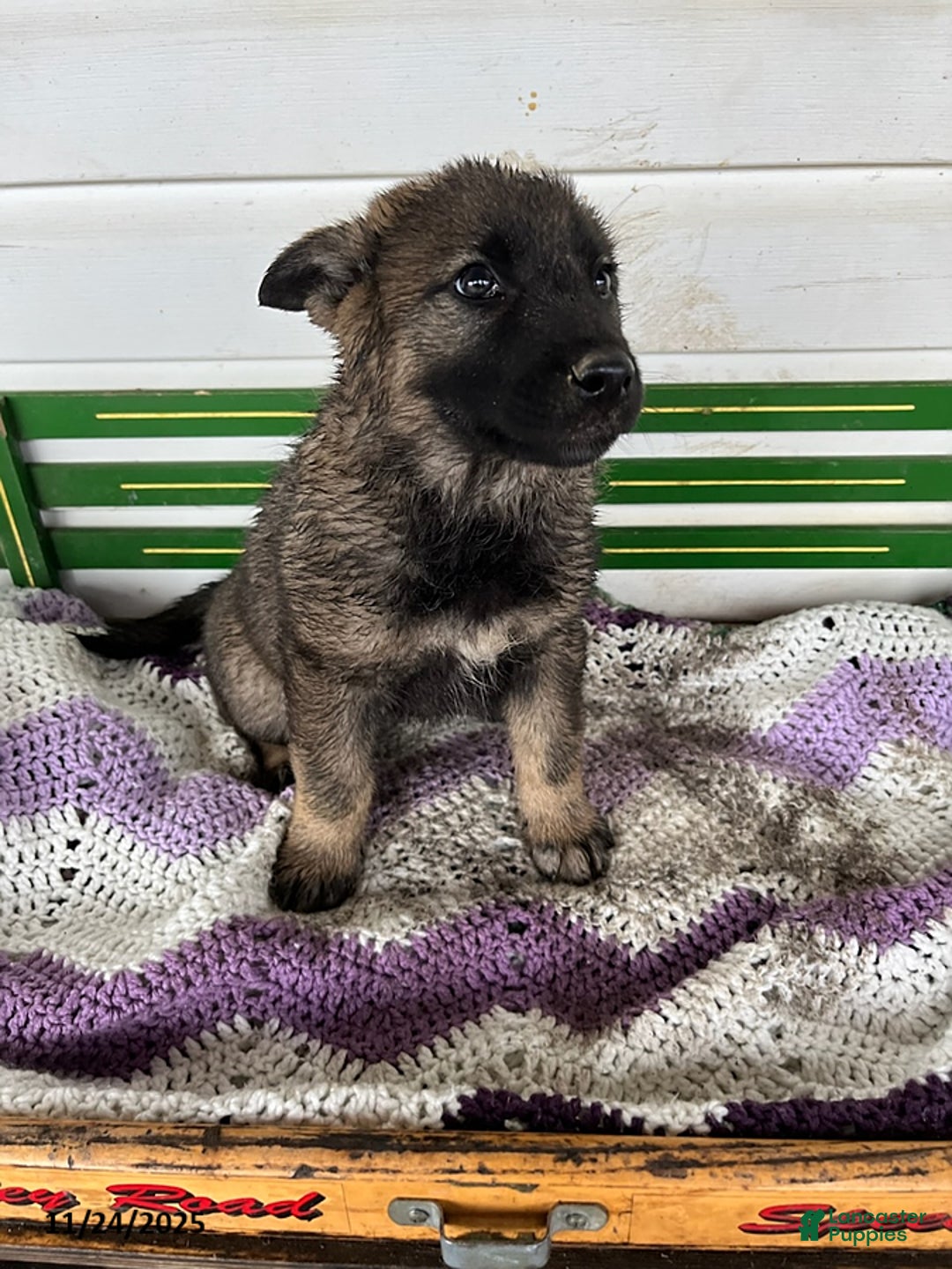 Mixed Breed dogs for sale: Betsy - Ad 2