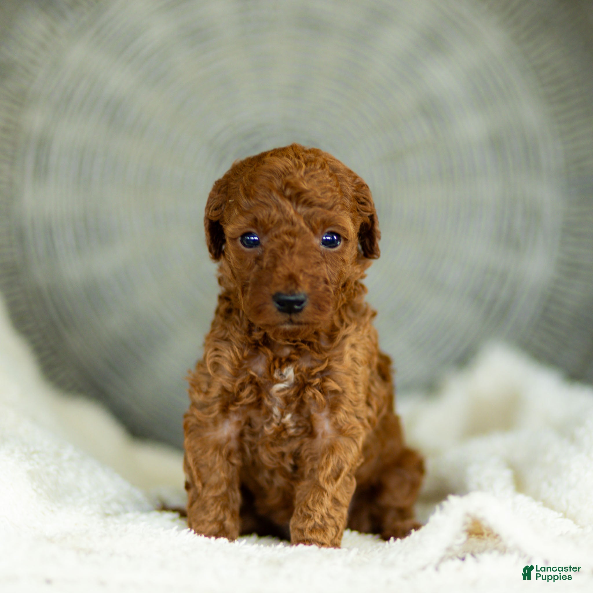 Toy Poodle dogs George Toy Poodle  - Ad 1