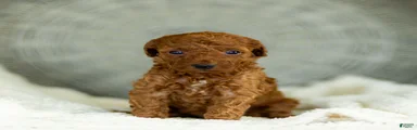 George Toy Poodle 