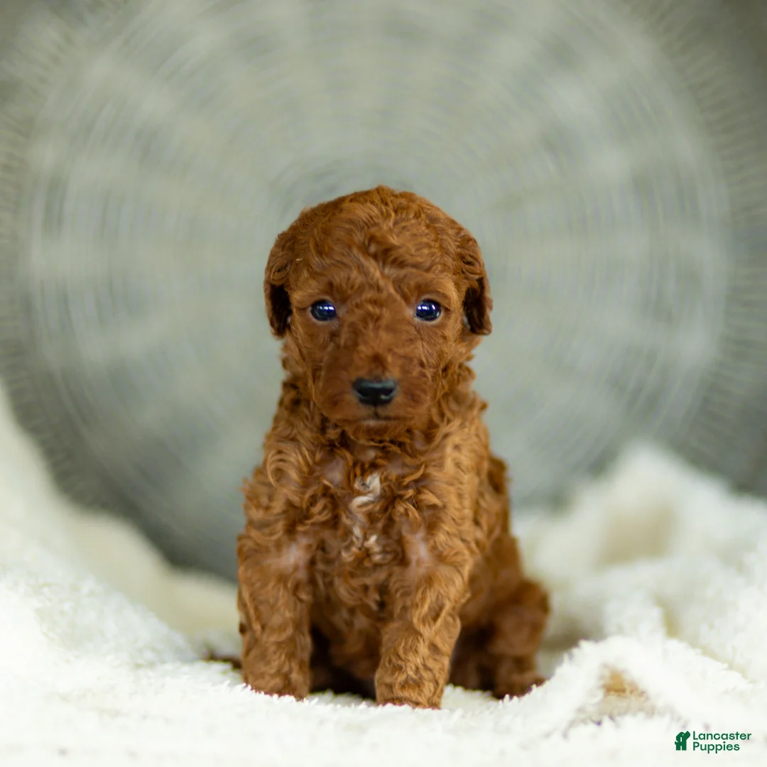 Toy Poodle dogs for sale: George Toy Poodle  - Ad 1