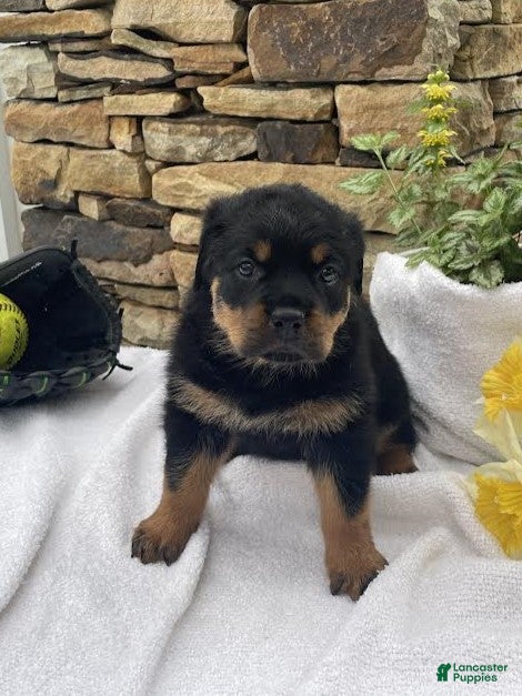 Rottweiler dogs Miss White  - Ad 1