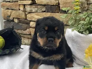 Rottweiler dogs for sale: Miss White - Ad 1