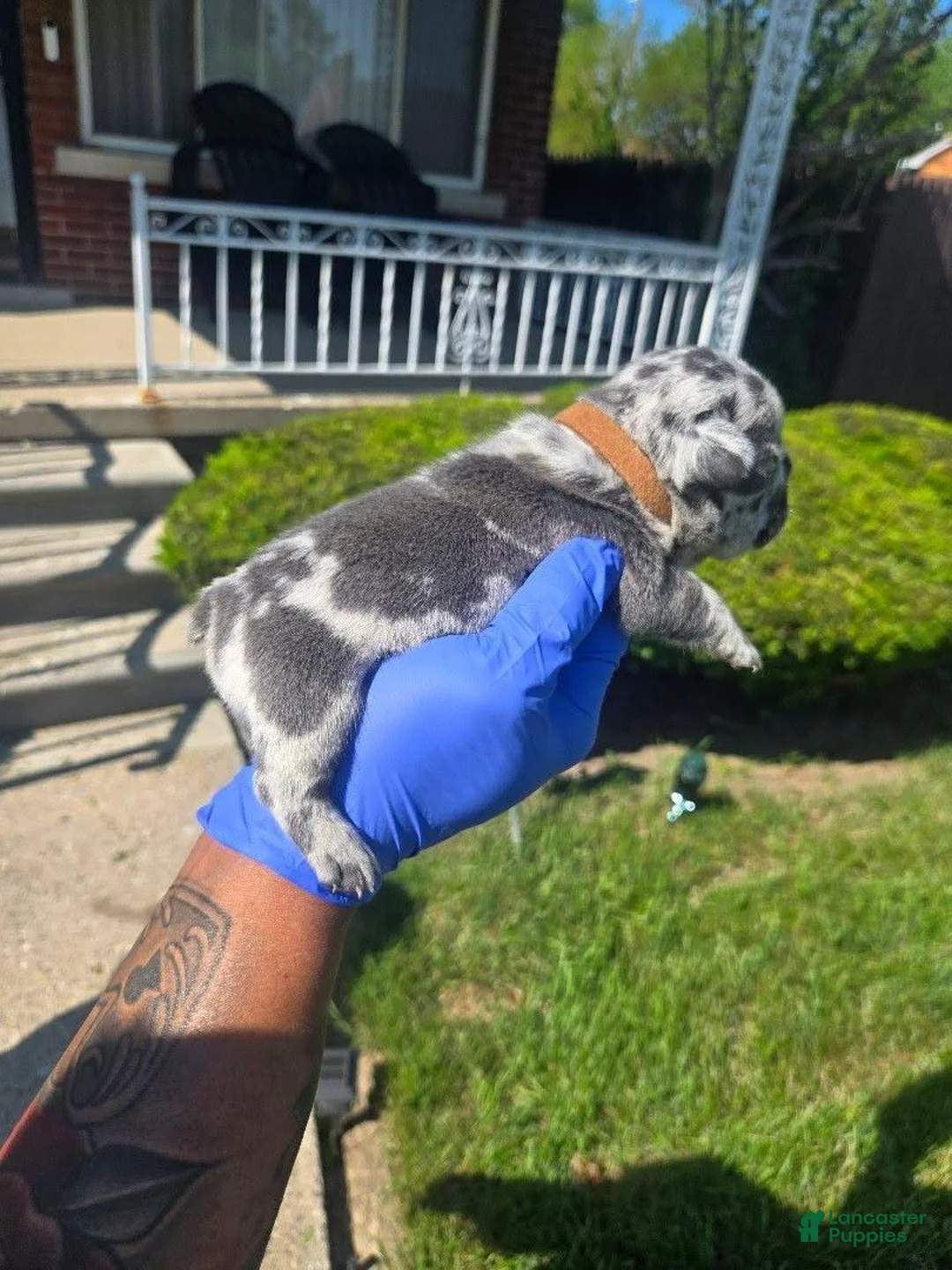 French Bulldog dogs for sale: French Bulldog 3 - Ad 1