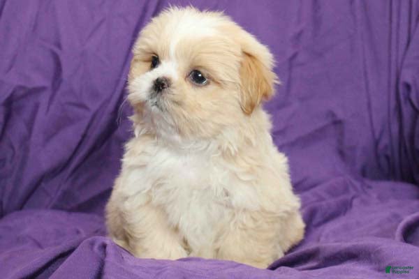Shihpoo dogs Pearl - Ad 8