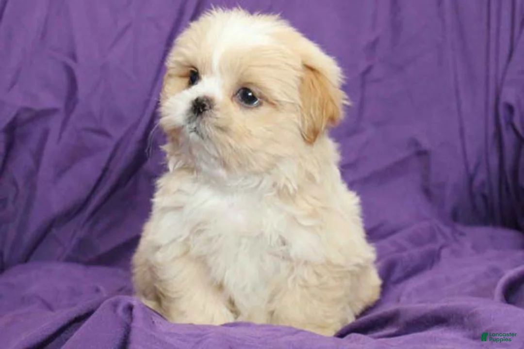 Shihpoo dogs for sale: Pearl - Ad 1
