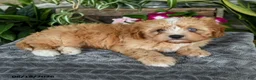 Cavapoo dogs for sale: Taffy - Ad 3