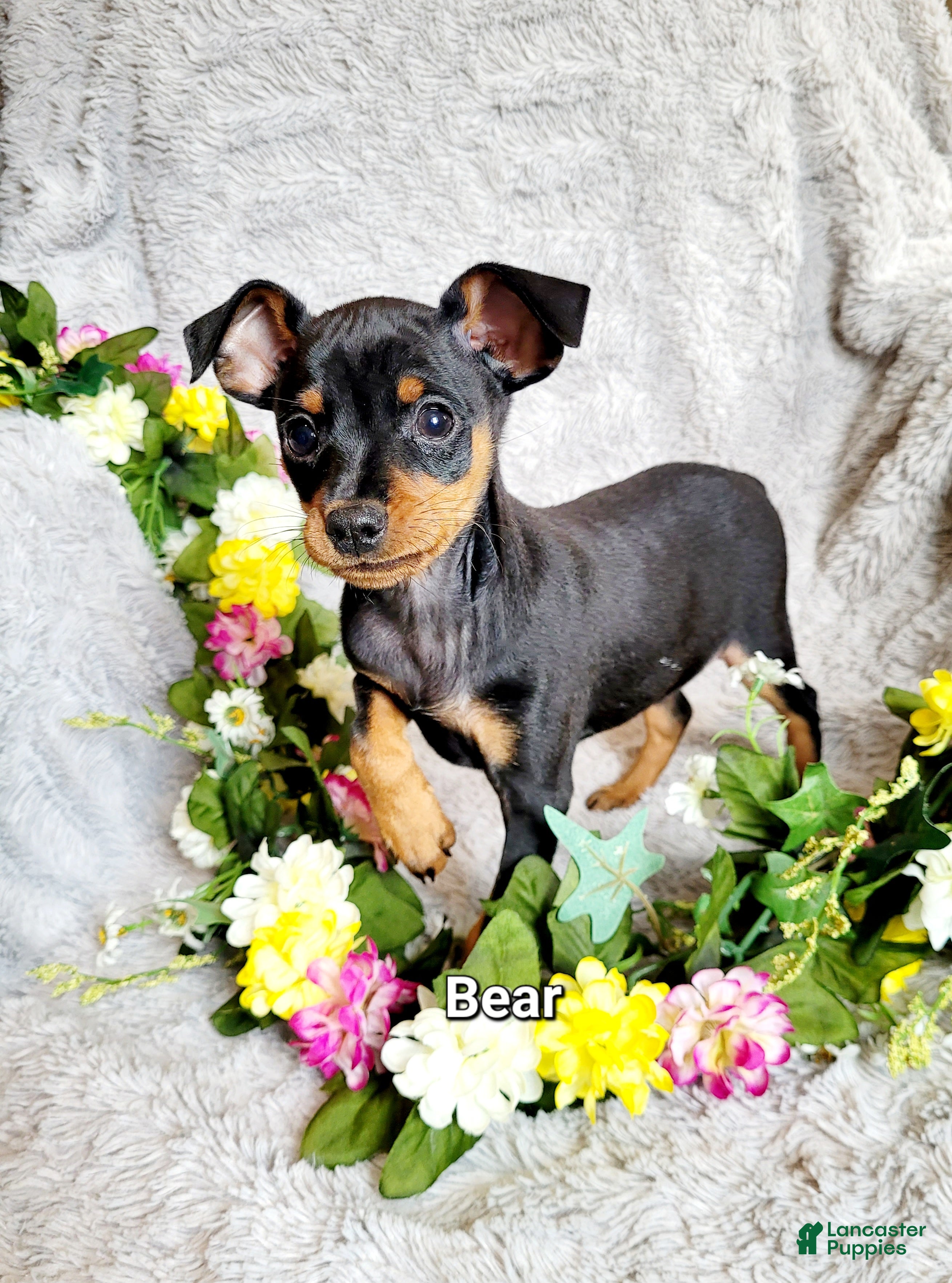 Miniature Pinscher dogs Bear - Ad 14