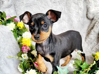 Miniature Pinscher dogs Bear - Ad 11