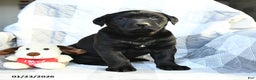 Labrador Retriever dogs for sale: Pepper - Ad 2
