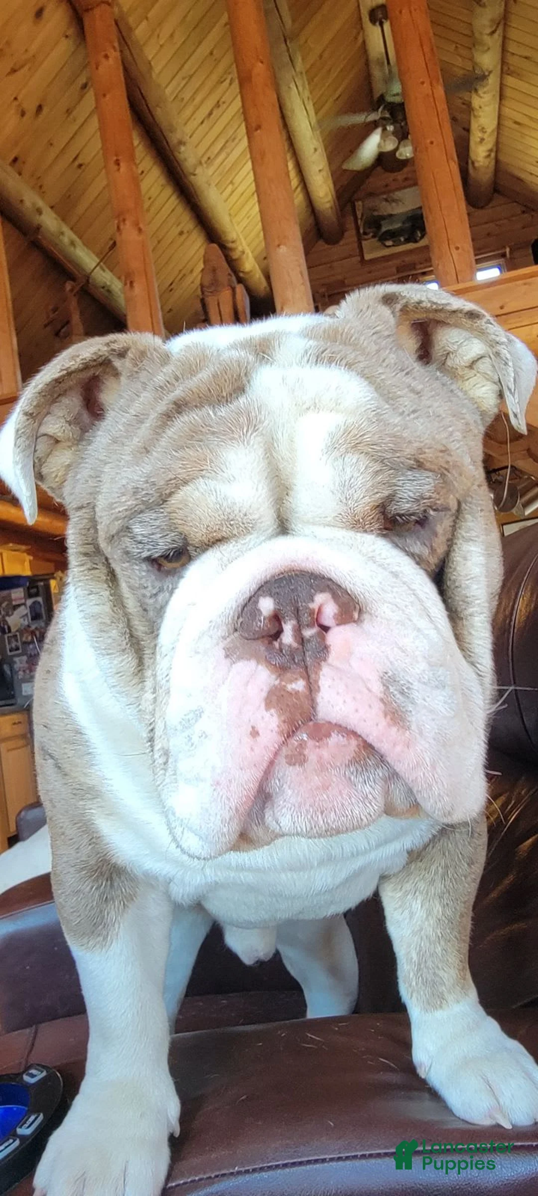 Gallery Image {{count}}