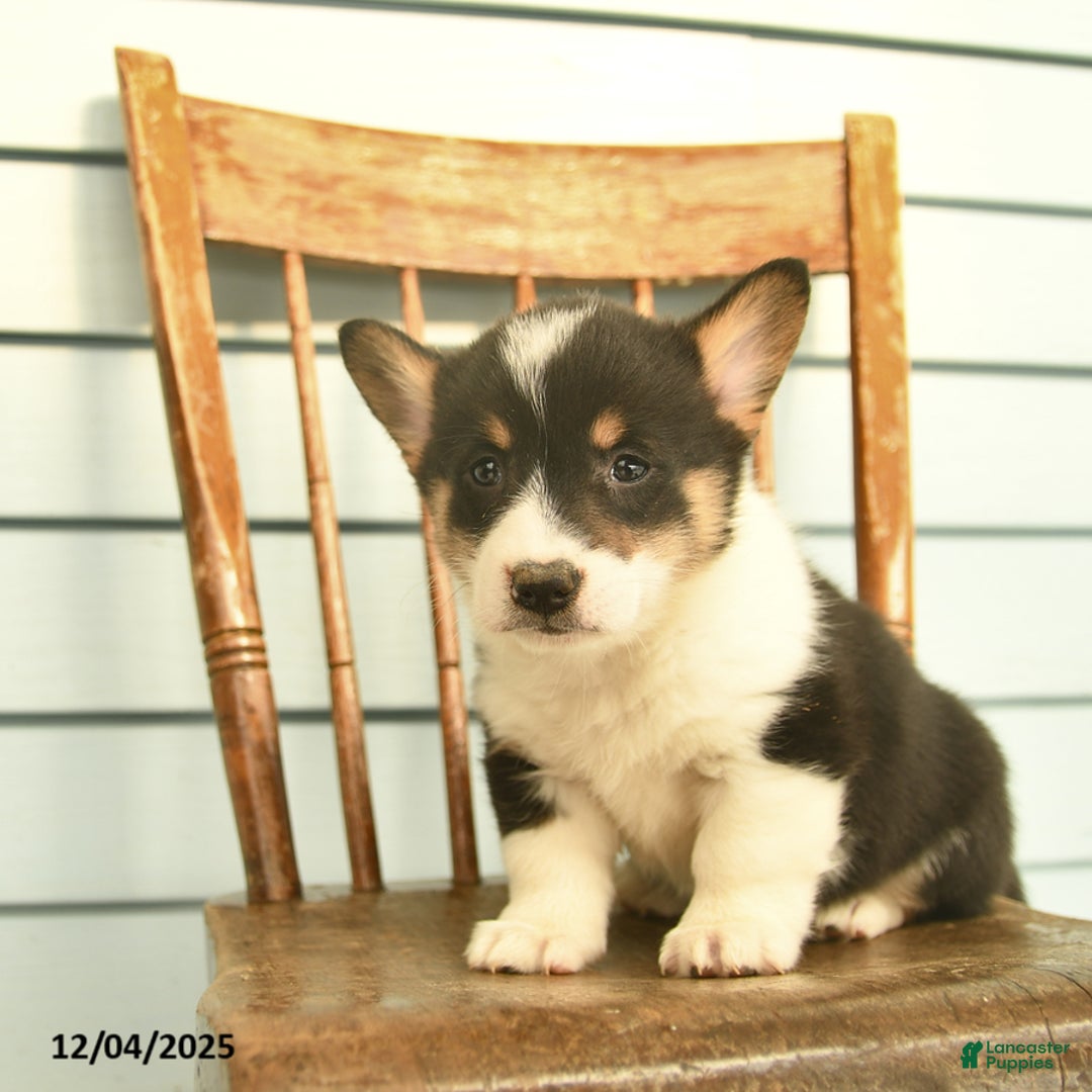 Welsh Corgi Pembroke dogs for sale: Sierra  - Ad 4