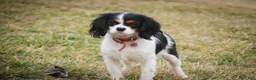 Cavalier King Charles Spaniel dogs for sale: Percy Cavalier King Charles Spaniel  - Ad 7