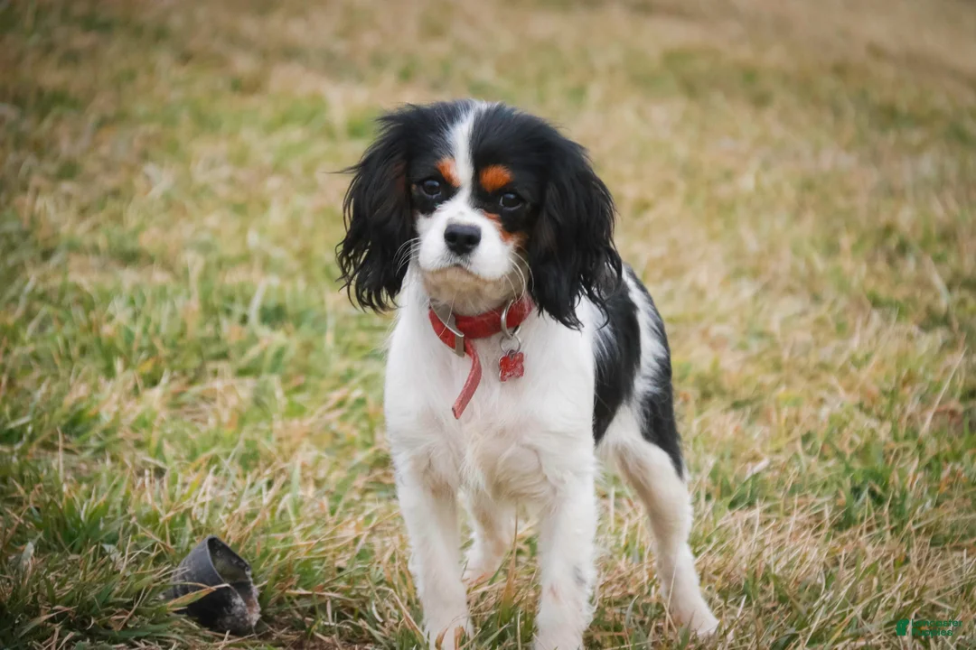Cavalier King Charles Spaniel dogs for sale: Percy Cavalier King Charles Spaniel  - Ad 7